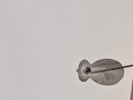 19025k_8dd8bd73a18dc06_sm.jpeg