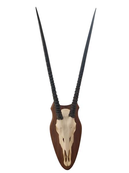 Opsats (Antilope)