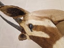Skulderrmonteret afrikansk Oryx gazelle - skal afhentes i Vordingborg, eller leveres efter aftale