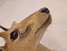 Afrikansk Duiker antilope 