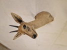 Afrikansk Duiker antilope 
