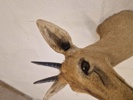Afrikansk Duiker antilope 