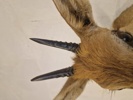 Afrikansk Duiker antilope 
