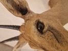 Afrikansk Duiker antilope 