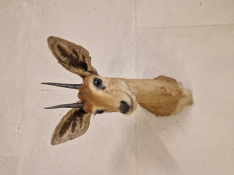 Udstoppet afrikansk Oribi antilope