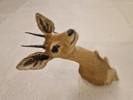 Udstoppet afrikansk Oribi antilope