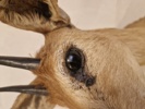 Udstoppet afrikansk Oribi antilope