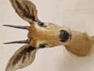 Udstoppet afrikansk Oribi antilope