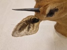 Udstoppet afrikansk Oribi antilope