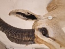 Skuldermonteret østafrikansk Thomson gazelle - Skal afhentes i Vordingborg, eller leveres personligt efter aftale