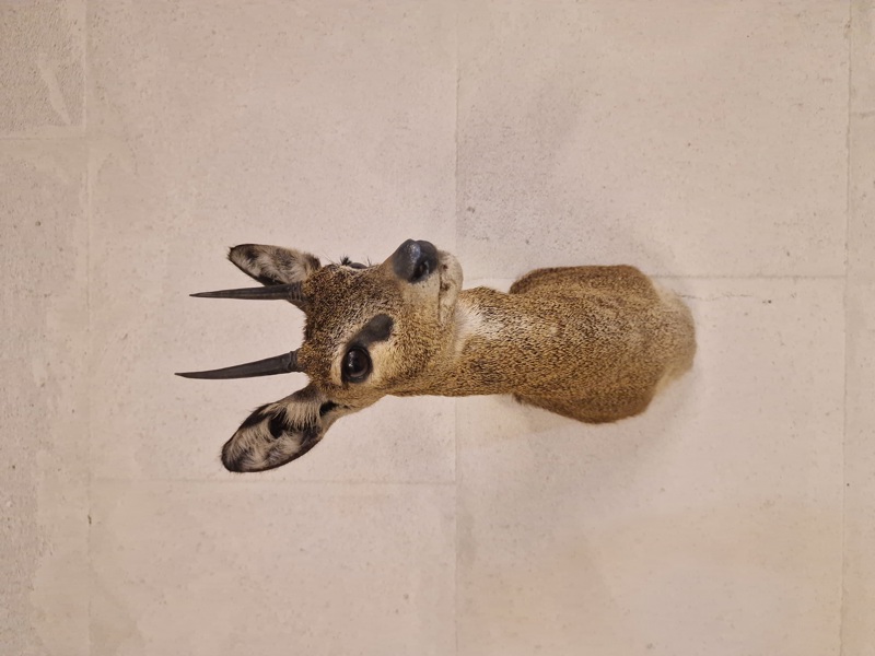 Udstoppet afrikansk klippespringer (antilope)