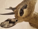 Udstoppet afrikansk klippespringer (antilope)
