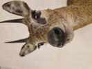 Udstoppet afrikansk klippespringer (antilope)