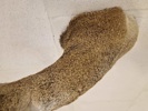 Udstoppet afrikansk klippespringer (antilope)