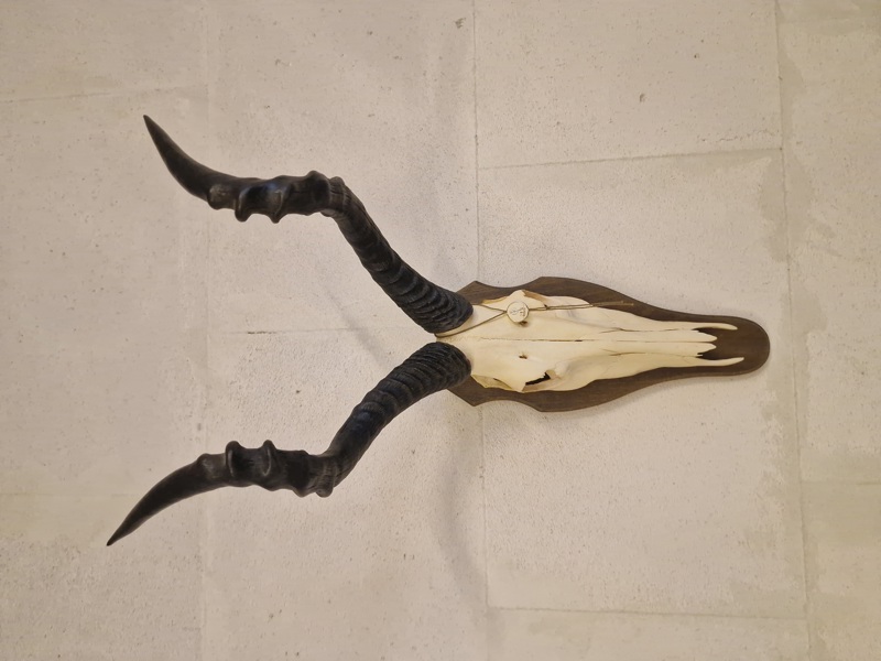 Afrikansk Hartebeest, også kendt som Kongoni