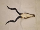 Afrikansk Hartebeest, også kendt som Kongoni