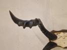 Afrikansk Hartebeest, også kendt som Kongoni