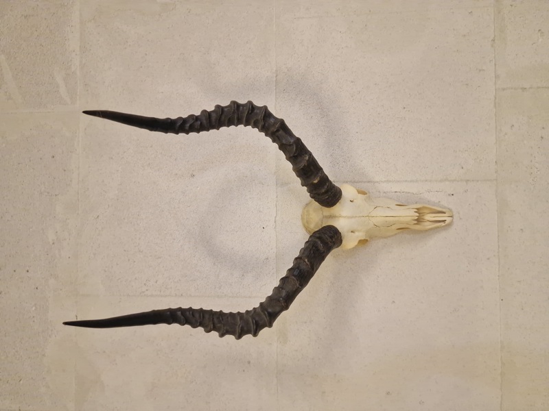 Impala (Roibok kranie)