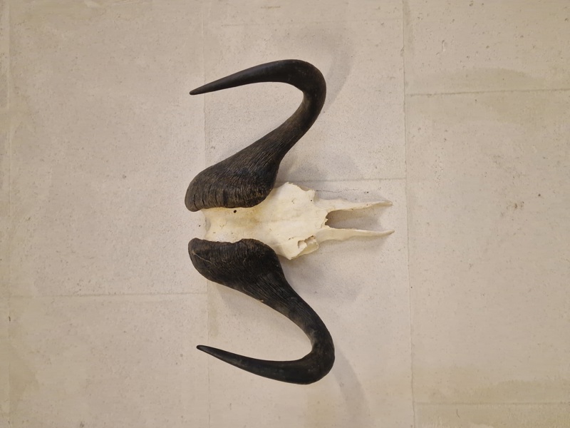 Kranie fra Kafferbøffel (Cape Buffalo)