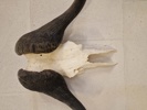 Kranie fra Kafferbøffel (Cape Buffalo)