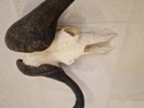 Kranie fra Kafferbøffel (Cape Buffalo)