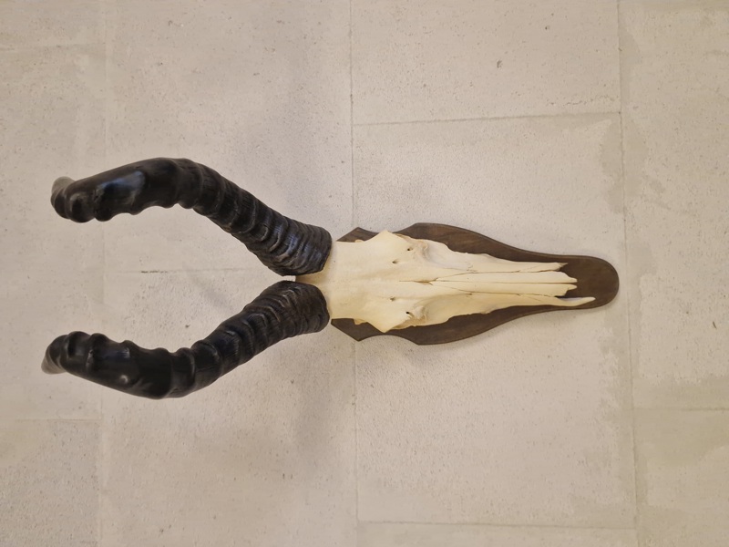 Kranie fra rød Hartebeest 