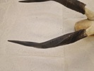 Kranie fra stor kudu (Tragelaphus strepsiceros)
