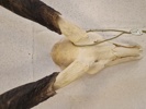 Kranie fra stor kudu (Tragelaphus strepsiceros)