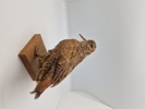udstoppet skovsneppe (Scolopax rusticola). Skovsneppen er en vadefugl, som er kendt for sit lange næb og sin tilpasning til livet i fugtige skove, hvor den finder føde nær vandhuller og bække. 

