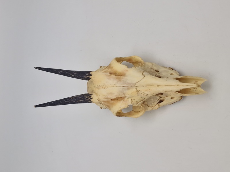 Affrikansk antilope kranie 