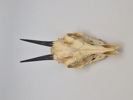 Affrikansk antilope kranie 