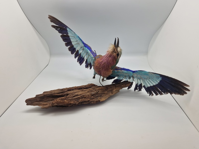 Udstoppet lillabrystet ellekrage (Coracias caudatus)
