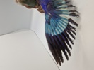Udstoppet lillabrystet ellekrage (Coracias caudatus)
