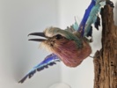 Udstoppet lillabrystet ellekrage (Coracias caudatus)