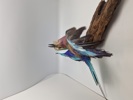 Udstoppet lillabrystet ellekrage (Coracias caudatus)