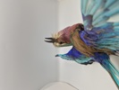 Udstoppet lillabrystet ellekrage (Coracias caudatus)