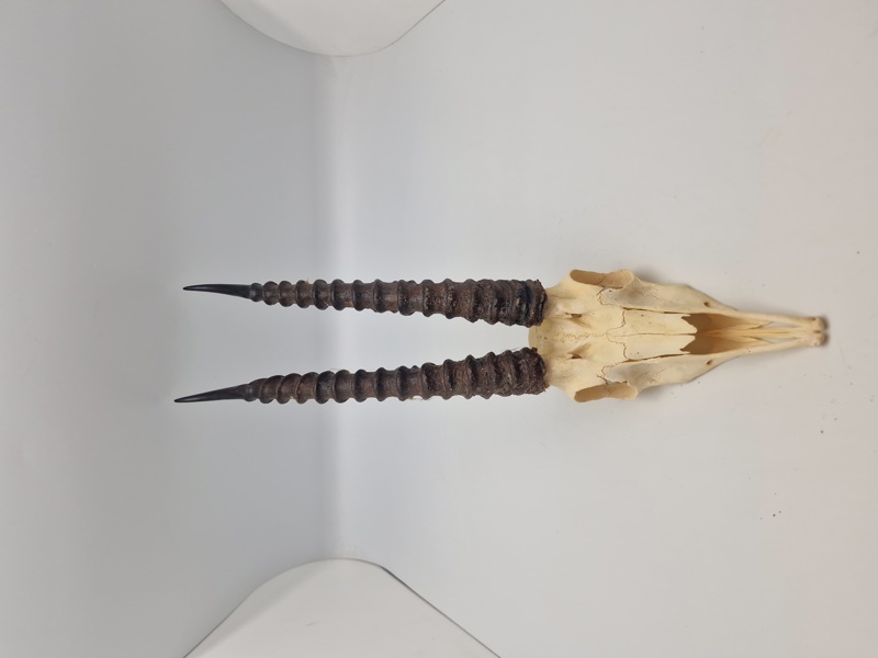 Afrikansk impala kranie 
