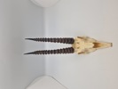 Afrikansk impala kranie 