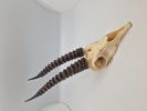 Afrikansk impala kranie 