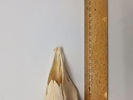 Afrikansk impala kranie 