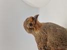 Udstoppet agerhøne (Perdix perdix)