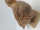 Udstoppet agerhøne (Perdix perdix)