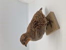 Udstoppet agerhøne (Perdix perdix)