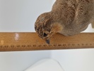 Udstoppet agerhøne (Perdix perdix)