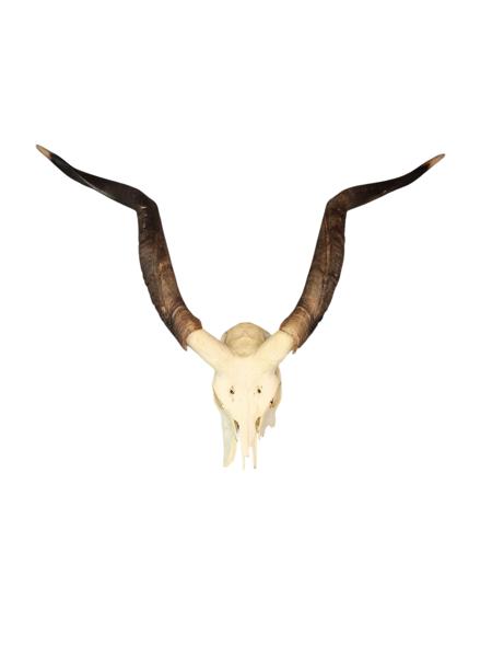 Kranie af Kudo (Phacochoerus africanus).