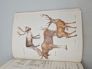  "Records of Big Game" af Rowland Ward Publications (Nummereret) 