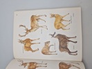  "Records of Big Game" af Rowland Ward Publications (Nummereret) 