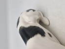 Original russisk Lomonosov Suuri porcelæns hund  
