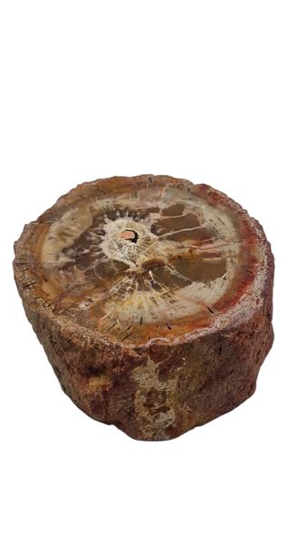 Forstenet træ 506 g