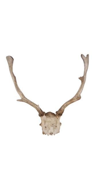 Opsats, god til jagt stuen, skal hentes i Vordingborg 